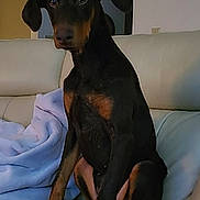 Amber Reign Franco is registered to the contest to win money with this photo: dog, doberman, puppy, couch, indoor, pet, animal, leather, blanket, brown, black, sitting, curious, ears, eyes, snout, paw, fur, home, furniture