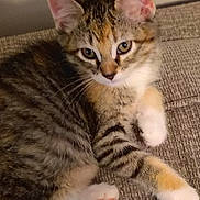 Corey is registered to the contest to win money with this photo: cat, closeup, couch, cozy, cute, feline, fur, green_eyes, indoor, kitten, mammal, paw, pet, portrait, resting, soft_texture, stripes, tabby, upholstery, whiskers