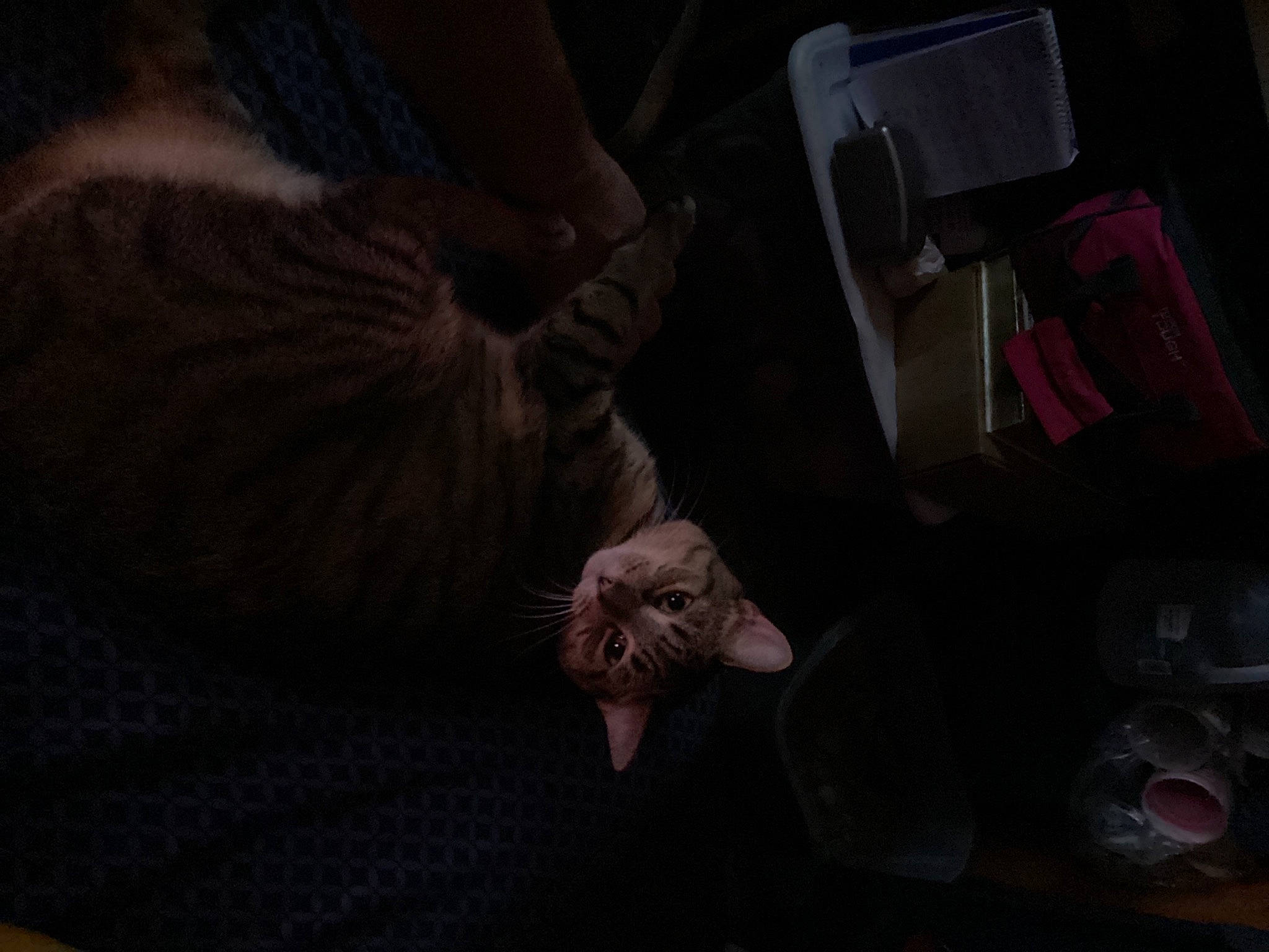 Ella joined the competition — help win amazing prizes! carmine, comfort, darkness, felidae, flesh, flooring, foot, fur, hardwood, human_leg, nail, room, sitting, small_to_medium_sized_cats, thumb, toy, whiskers, wood, wrinkle, wrist