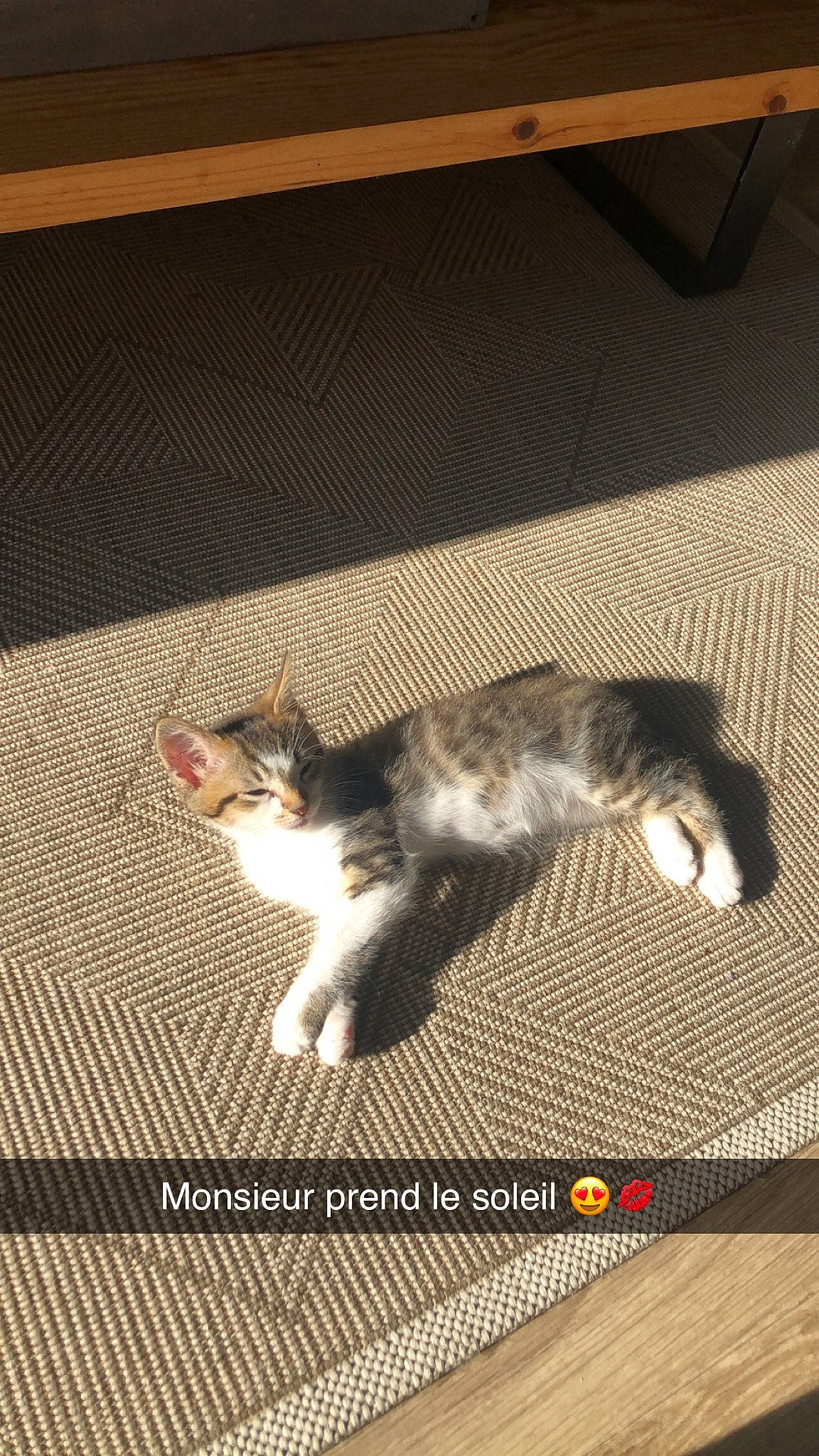 Odin a rejoint le concours — aidez-le/la à gagner de superbes lots ! carnivore, cat, domestic_short_haired_cat, european_shorthair, felidae, floor, fur, kitten, photo_caption, polydactyl_cat, small_to_medium_sized_cats, tail, whiskers