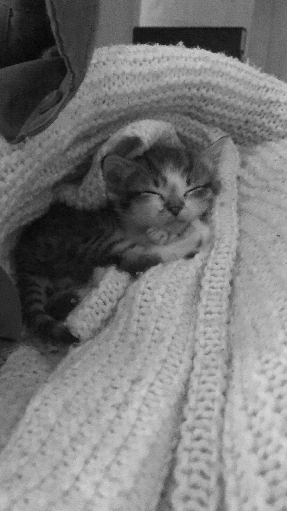 Odin participe au concours pour gagner de l'argent avec cette photo : asian, black_and_white, british_shorthair, carnivore, cat, chartreux, domestic_short_haired_cat, egyptian_mau, european_shorthair, felidae, kitten, knitting, polydactyl_cat, scottish_fold, small_to_medium_sized_cats, tabby_cat, whiskers