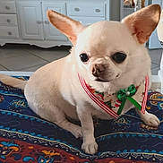 Bella joined the competition — help win amazing prizes! dog, chihuahua, small_dog, white_dog, pet, indoor, cushion, colorful, patterned, holiday_bow, festive, close_up, cute, companion, animal, floor_tiles, furniture, domestic, portrait, curious