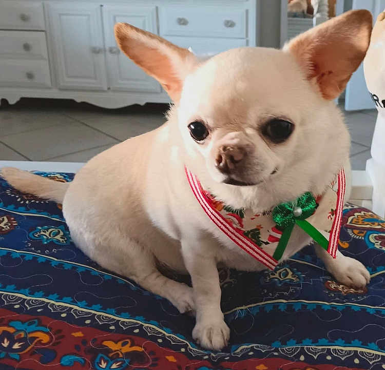 Bella