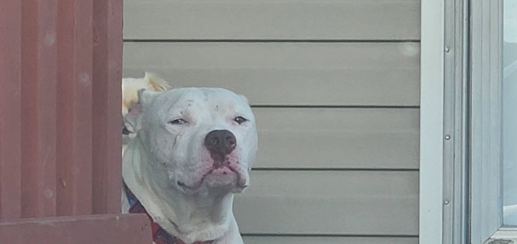 Charlie joined the competition — help win amazing prizes! canidae, carnivore, collar, companion_dog, cordoba_fighting_dog, dog, dog_breed, dog_collar, fawn, molosser, non_sporting_group, rectangle, snout, sporting_group, whiskers, wood, working_animal, working_dog