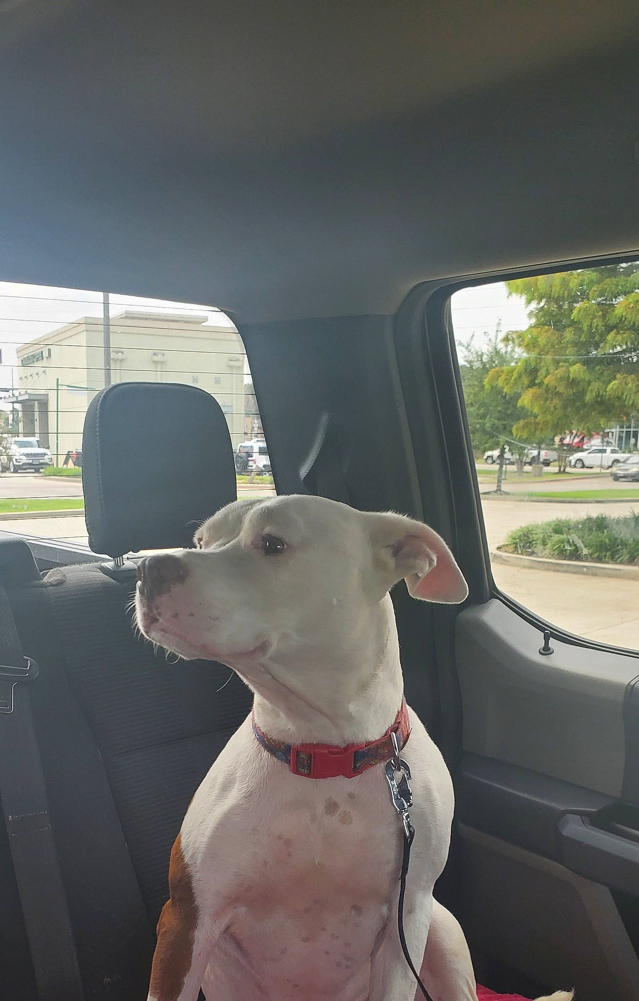 Charlie joined the competition — help win amazing prizes! automotive_exterior, automotive_mirror, canidae, car, car_seat, carnivore, collar, companion_dog, dog, dog_breed, dog_collar, fawn, plant, snout, sporting_group, vehicle, vehicle_door, window, windshield, working_animal