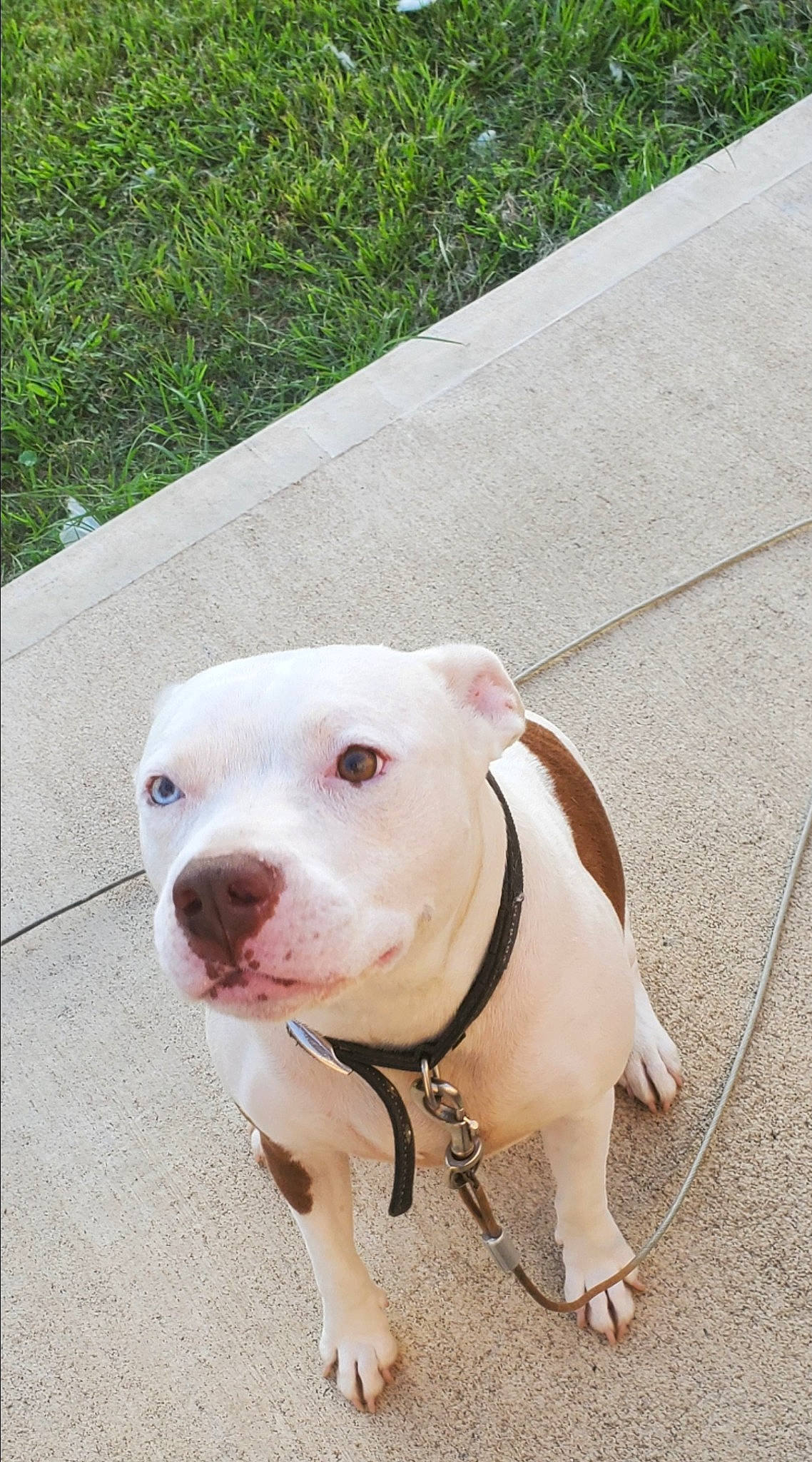 Charlie joined the competition — help win amazing prizes! canidae, carnivore, collar, companion_dog, dog, dog_breed, dog_collar, fashion_accessory, fawn, grass, leash, non_sporting_group, plant, road_surface, snout, sporting_group, tail, terrestrial_animal, whiskers, working_animal