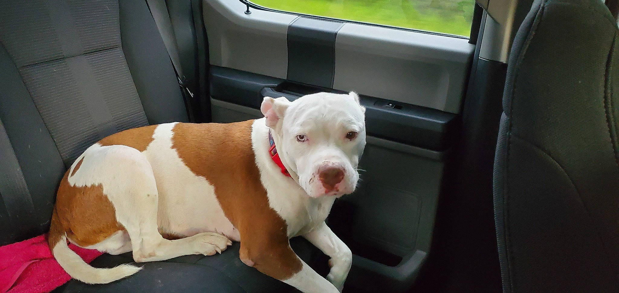 Charlie joined the competition — help win amazing prizes! canidae, car, car_seat, carnivore, collar, companion_dog, dog, dog_breed, dog_collar, fawn, leash, non_sporting_group, sporting_group, vehicle, vehicle_door, windscreen_wiper, working_animal