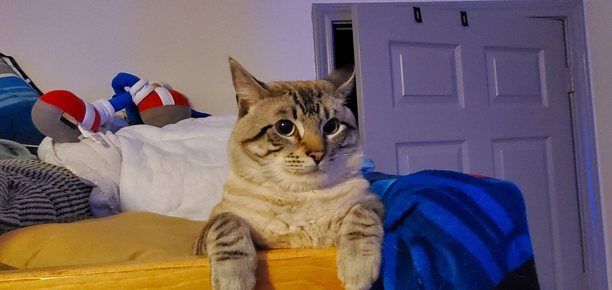 Alexander joined the competition — help win amazing prizes! bed, carnivore, cat, comfort, domestic_short_haired_cat, door, electric_blue, felidae, fur, paw, sitting, small_to_medium_sized_cats, snout, whiskers