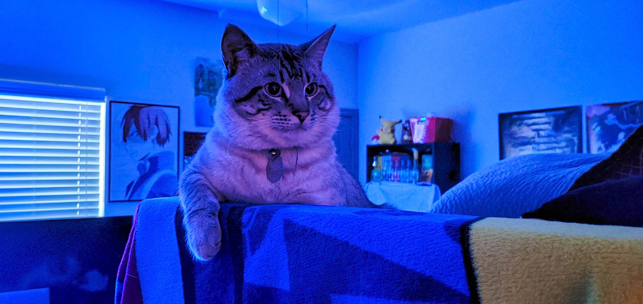 Alexander is registered to the contest to win money with this photo: azure, bedding, blue, carnivore, cat, comfort, couch, domestic_short_haired_cat, electric_blue, felidae, fur, linens, picture_frame, purple, room, sitting, small_to_medium_sized_cats, snout, table, whiskers