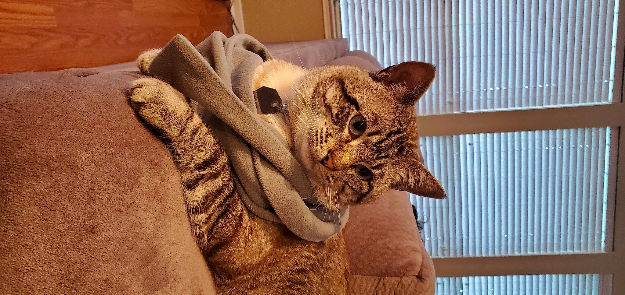 Alexander is registered to the contest to win money with this photo: carnivore, cat, cat_supply, chair, comfort, domestic_short_haired_cat, ear, eye, fawn, felidae, fur, linens, paw, small_to_medium_sized_cats, snout, tail, terrestrial_animal, whiskers, window, wood