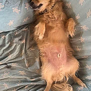 Scooby joined the competition — help win amazing prizes! animal, bed, blanket, blue, canine, comfort, cozy, cute, dog, fluffy, fur, indoor, lying_down, pattern, paw, pet, relaxed, resting, sleeping, small_dog