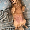 animal, bed, blanket, blue, canine, comfort, cozy, cute, dog, fluffy, fur, indoor, lying_down, pattern, paw, pet, relaxed, resting, sleeping, small_dog