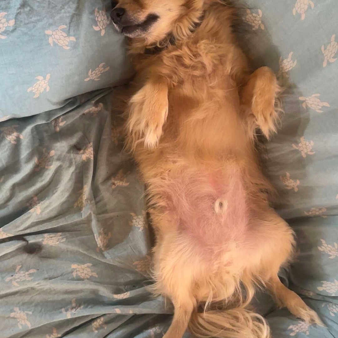 Scooby