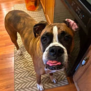 Bailey joined the competition — help win amazing prizes! animal, appliance, boxer, brown_coat, cabinet, close_up, companion, curious, dog, domestic, ears, face, floor_rug, indoor, kitchen, looking_up, pet, tongue_out, white_paws, wooden_floor