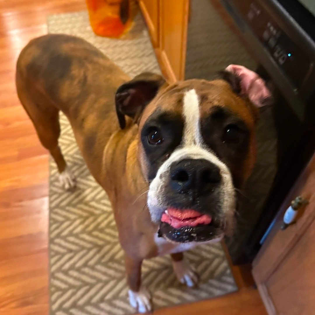 Bailey joined the competition — help win amazing prizes! animal, appliance, boxer, brown_coat, cabinet, close_up, companion, curious, dog, domestic, ears, face, floor_rug, indoor, kitchen, looking_up, pet, tongue_out, white_paws, wooden_floor