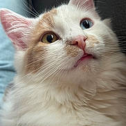 Nala joined the competition — help win amazing prizes! cat, kitten, heterochromia, blue_eye, amber_eye, fluffy, white_fur, cream_fur, whiskers, pink_nose, close_up, portrait, face, ears, tongue, pet, cute, indoor, fur_texture, soft