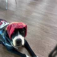 Prancer joined the competition — help win amazing prizes! dog, bandana, red_bandana, black_and_white_dog, floor, wooden_floor, indoors, pet, animal, looking_up, clothing, collar, chain_collar, front_paws, lying_down, cute, domestic_animal, canine, pet_clothing, head_covering