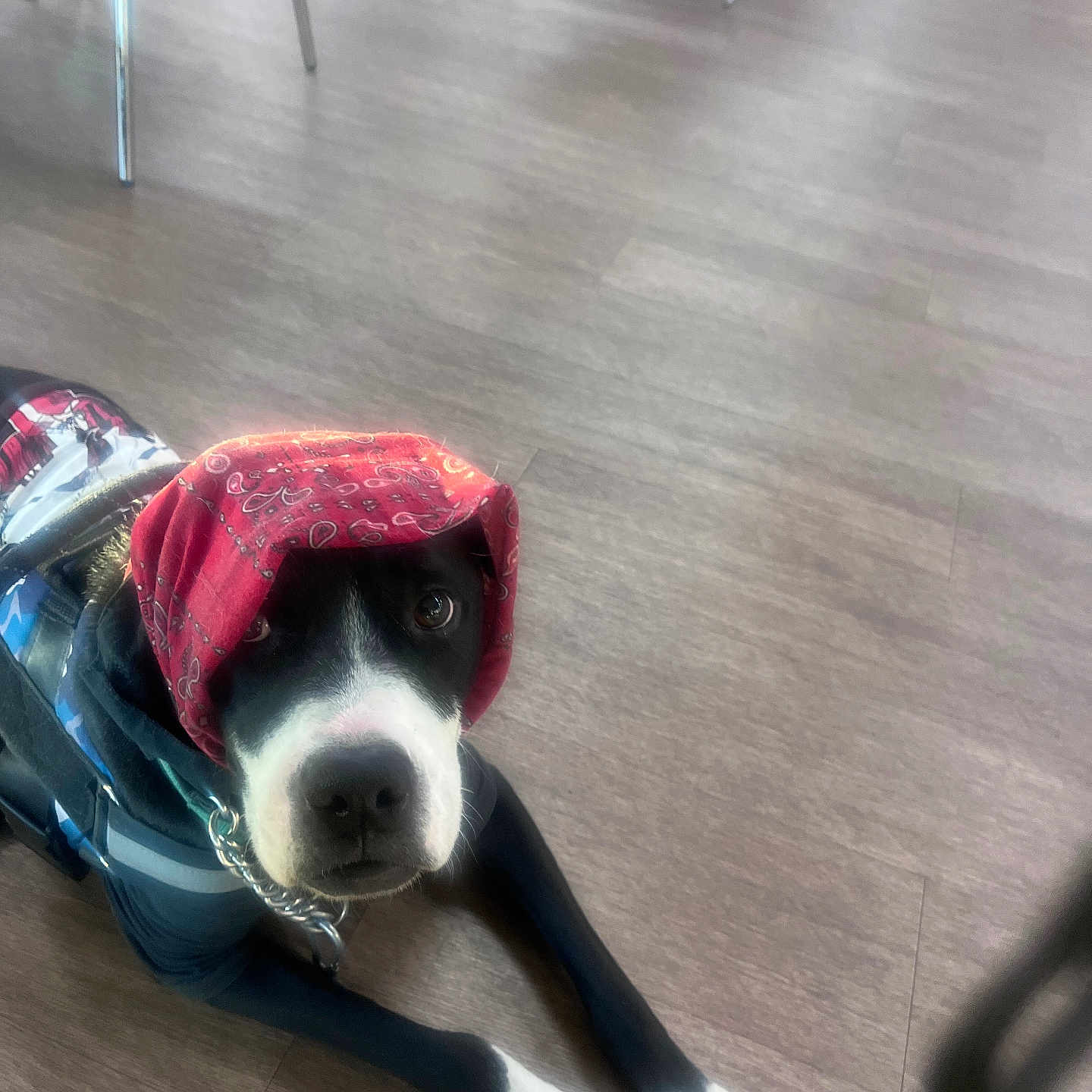 Prancer joined the competition — help win amazing prizes! dog, bandana, red_bandana, black_and_white_dog, floor, wooden_floor, indoors, pet, animal, looking_up, clothing, collar, chain_collar, front_paws, lying_down, cute, domestic_animal, canine, pet_clothing, head_covering