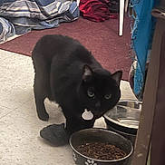 Blackiestar is registered to the contest to win money with this photo: black_cat, cat, pet, indoor, food_bowl, water_bowl, collar, floor, carpet, fabric, household, curious, animal, feline, tag, feeding, corner, tile_floor, domestic, closeup