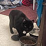 black_cat, cat, pet, indoor, food_bowl, water_bowl, collar, floor, carpet, fabric, household, curious, animal, feline, tag, feeding, corner, tile_floor, domestic, closeup