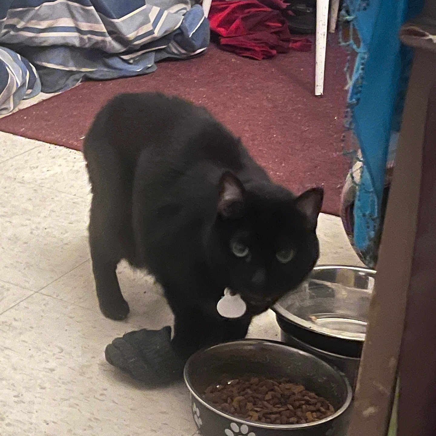 Blackiestar is registered to the contest to win money with this photo: black_cat, cat, pet, indoor, food_bowl, water_bowl, collar, floor, carpet, fabric, household, curious, animal, feline, tag, feeding, corner, tile_floor, domestic, closeup