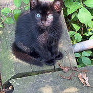 Baby Blue is registered to the contest to win money with this photo: kitten, cat, black_cat, fluffy, blue_eyes, sitting, outdoors, garden, plants, leaves, bench, wood, weathered, portrait, animal, pet, fur, whiskers, ears, nature