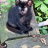 kitten, cat, black_cat, fluffy, blue_eyes, sitting, outdoors, garden, plants, leaves, bench, wood, weathered, portrait, animal, pet, fur, whiskers, ears, nature