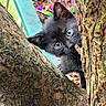 Baby Blue joined the competition — help win amazing prizes! black_cat, kitten, cat, animal, pet, wildlife, outdoor, garden, tree, tree_trunk, bark, flowers, plants, greenery, peeking, wide_eyes, whiskers, feline, nature, portrait