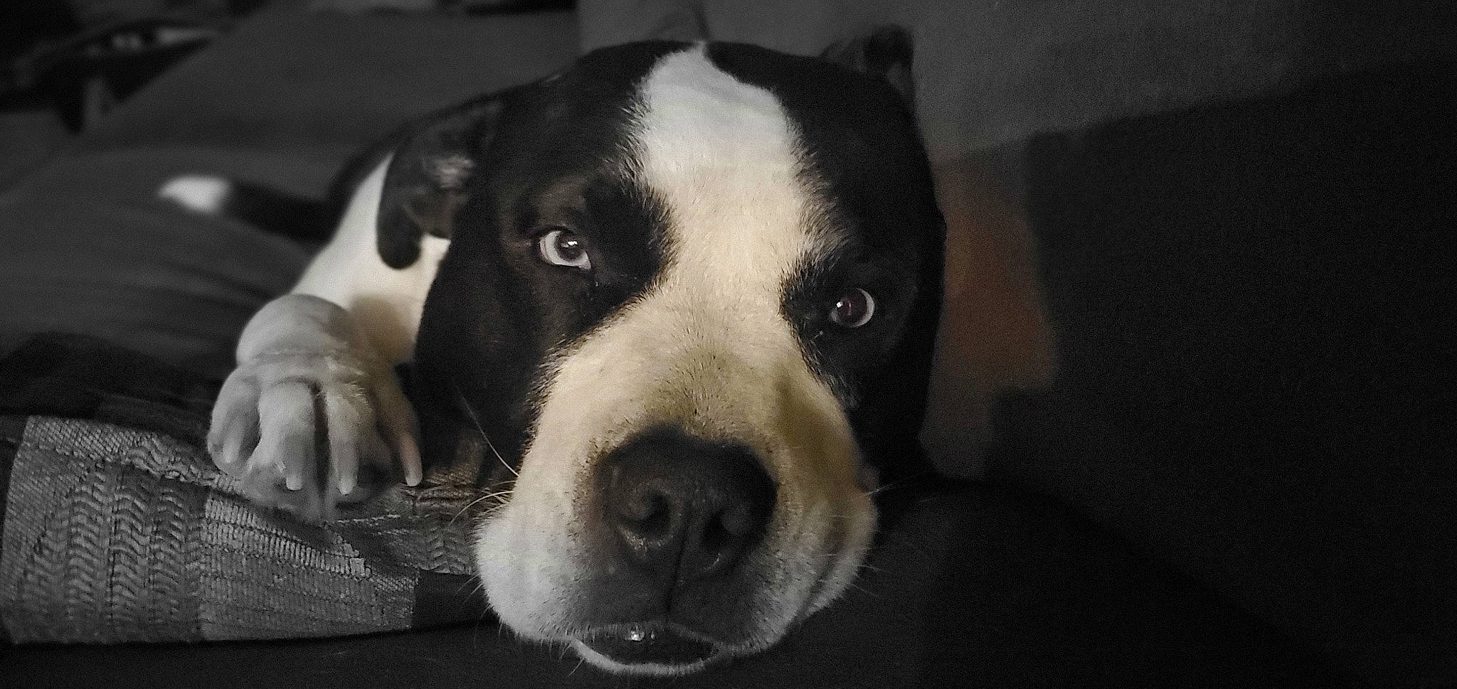 Vader is registered to the contest to win money with this photo: borador, bored, canidae, carnivore, comfort, companion_dog, darkness, dog, dog_breed, fur, monochrome_photography, non_sporting_group, snout, sporting_group, terrestrial_animal, whiskers, working_animal, working_dog