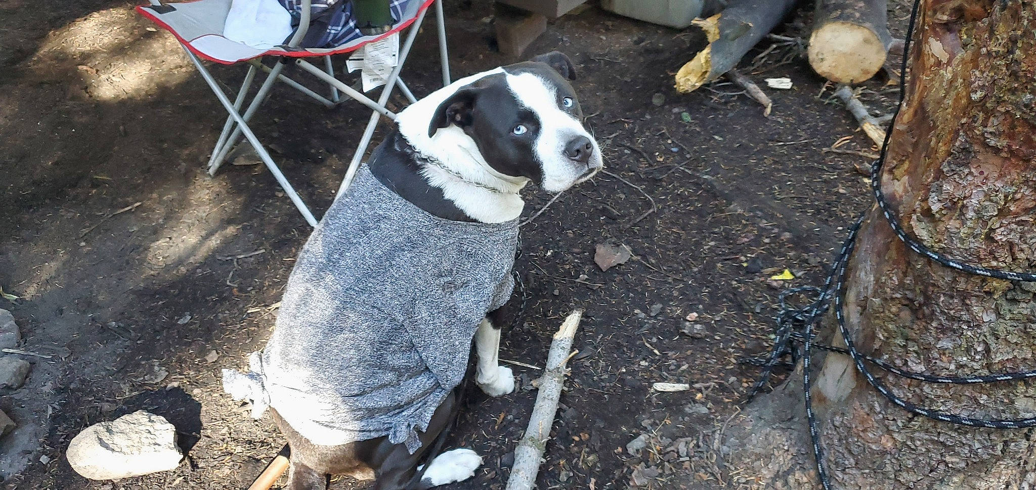 Vader joined the competition — help win amazing prizes! adventure, boston_terrier, carmine, carnivore, chair, companion_dog, dog, dog_breed, dog_supply, fur, mammal, non_sporting_group, soil, toy_dog, working_animal