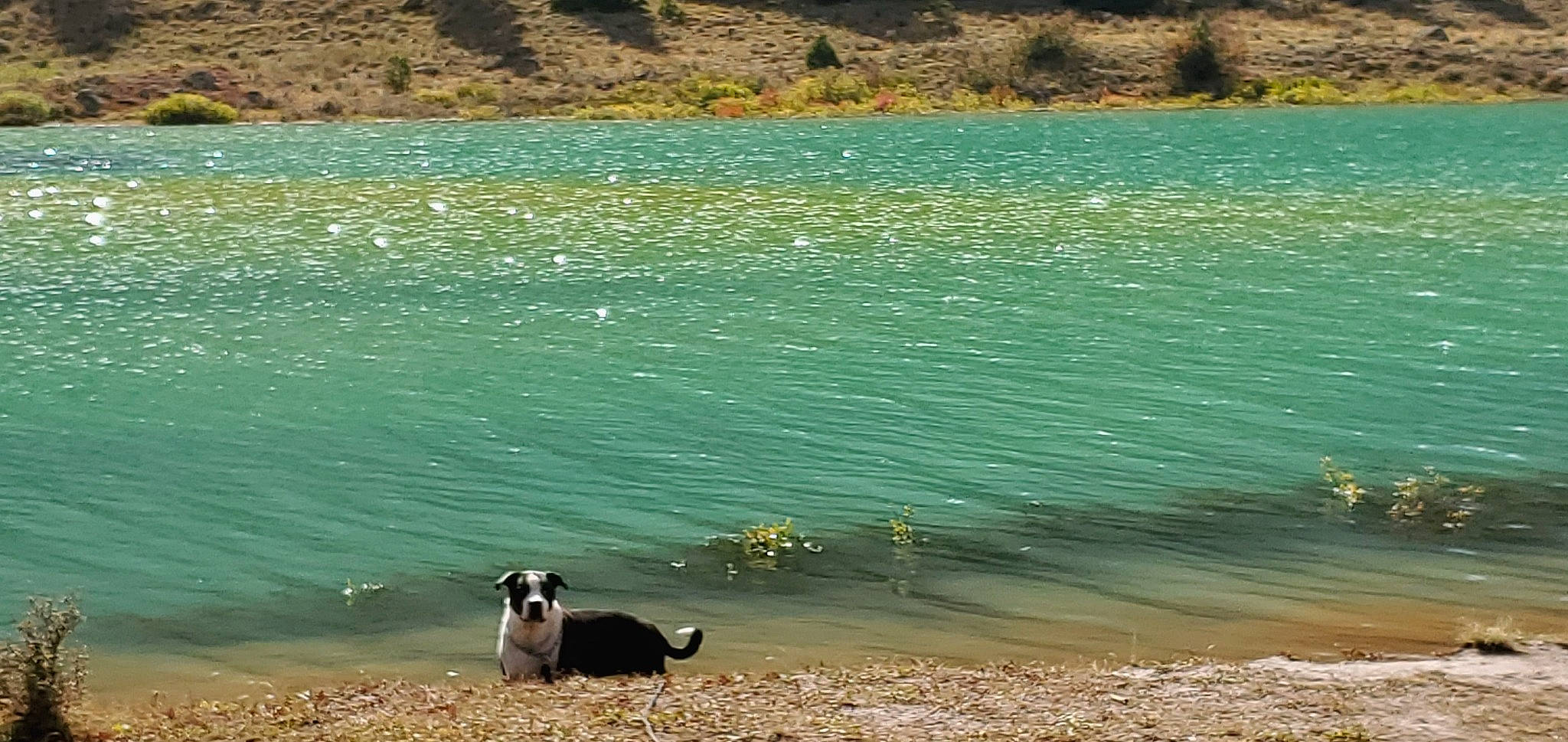 Vader joined the competition — help win amazing prizes! azure, bank, beach, carnivore, coastal_and_oceanic_landforms, dog, dog_breed, ecoregion, grass, green, lake, landscape, natural_landscape, plant, sand, shore, summer, water, water_resources, watercourse