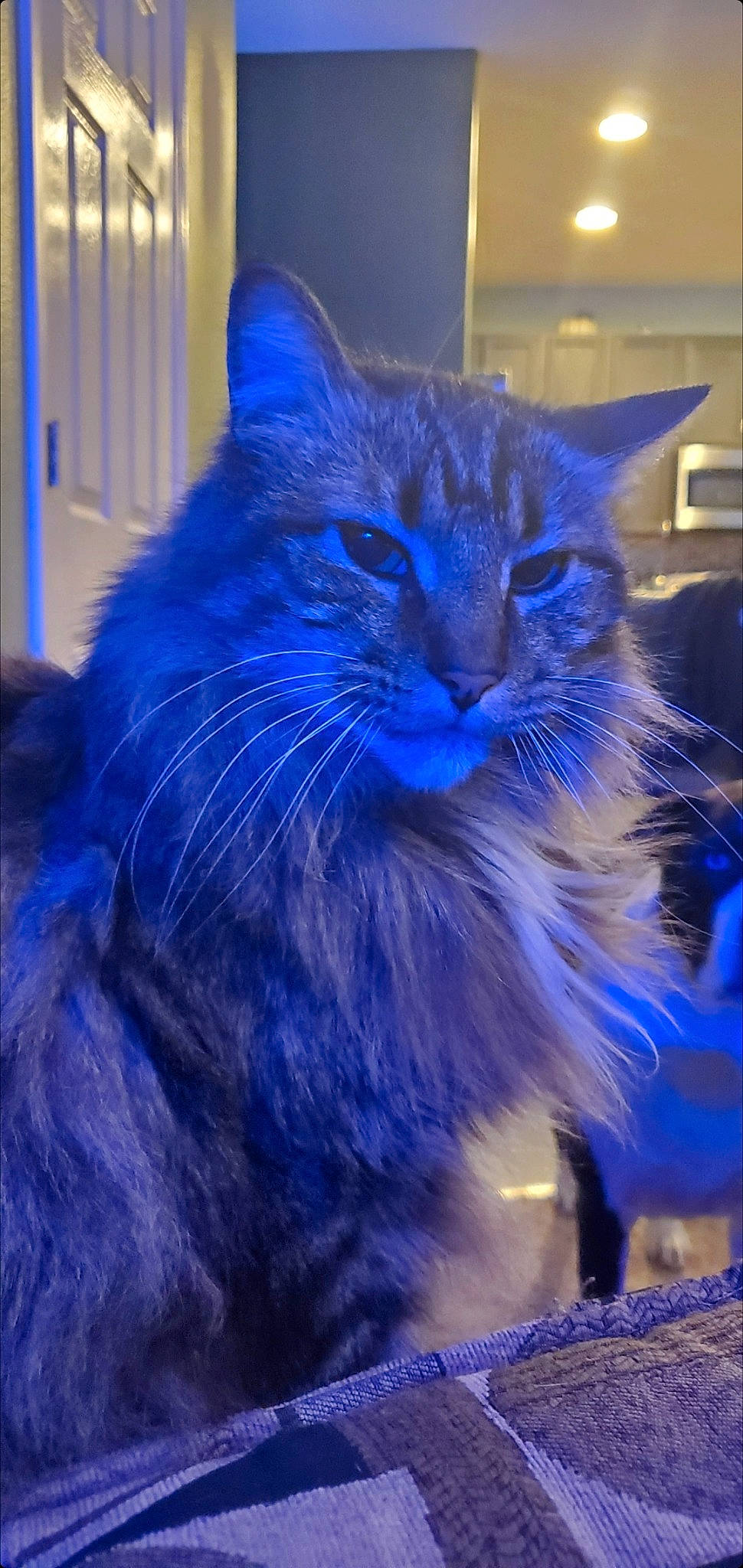 Alex joined the competition — help win amazing prizes! blue, carnivore, cat, claw, domestic_short_haired_cat, door, electric_blue, event, felidae, fur, purple, small_to_medium_sized_cats, snout, tail, tire, whiskers, window