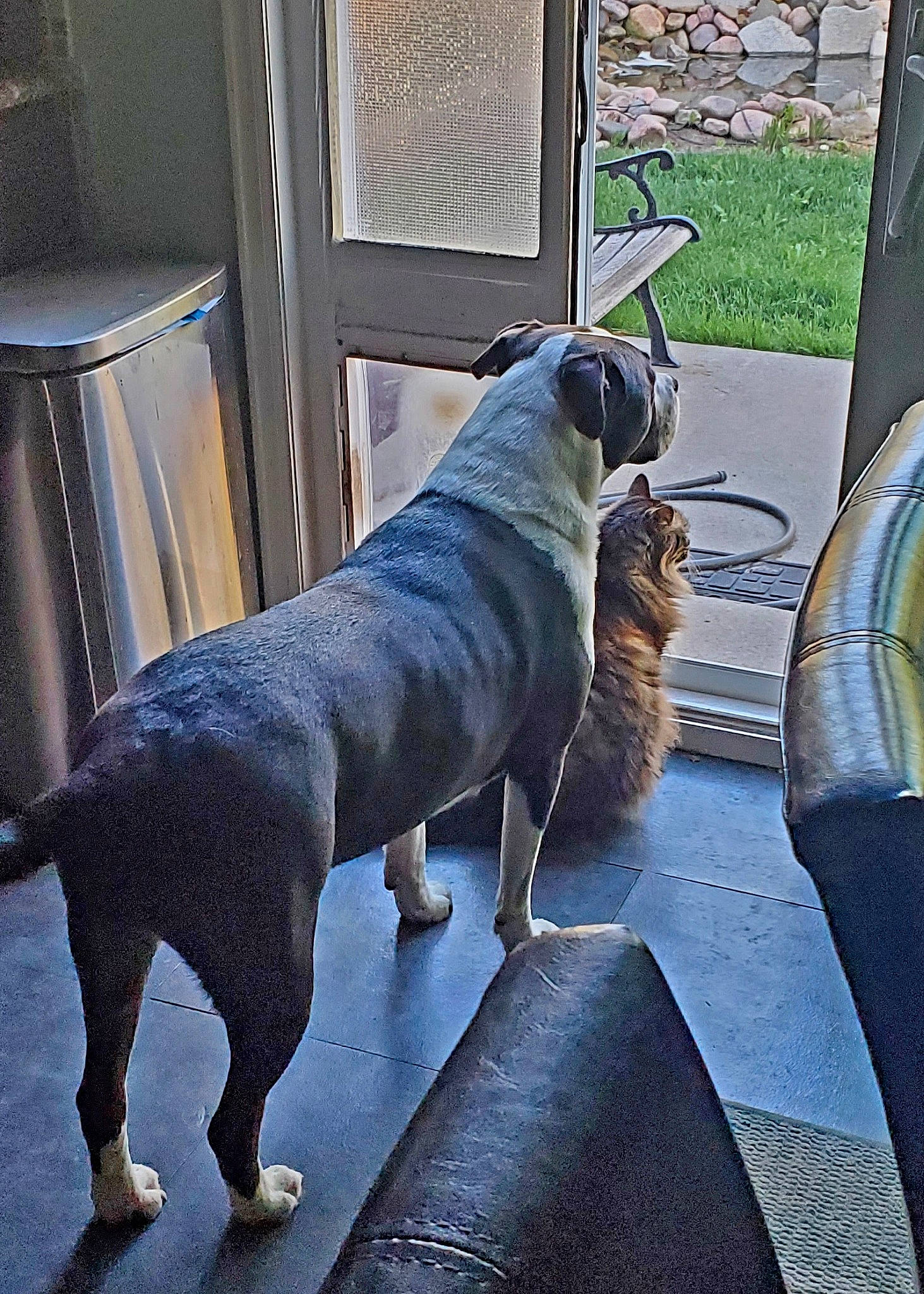 Alex is registered to the contest to win money with this photo: canidae, carnivore, collar, comfort, companion_dog, dog, dog_breed, fawn, felidae, floor, flooring, fur, grey, guard_dog, plant, road_surface, sporting_group, tail, whiskers, working_animal