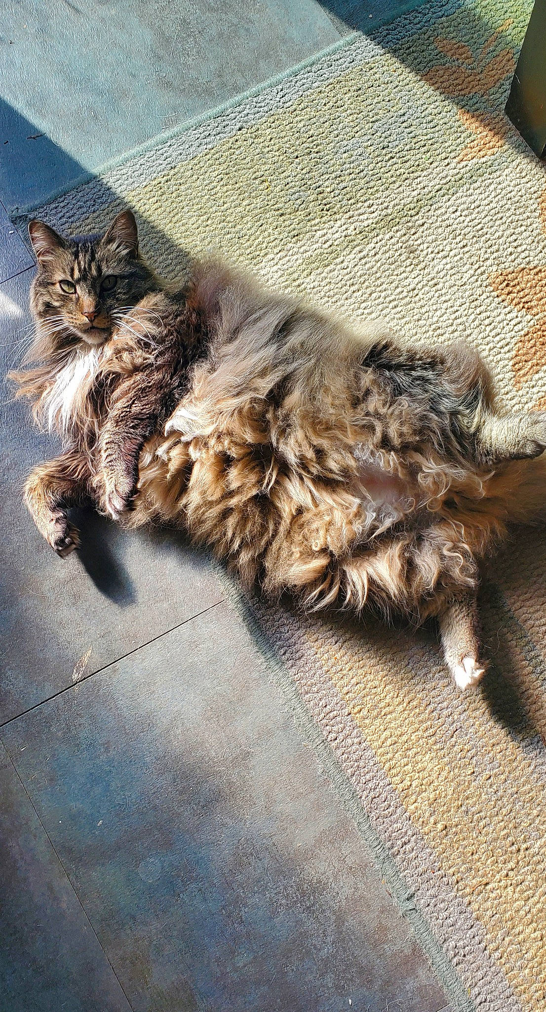 Alex joined the competition — help win amazing prizes! asphalt, carnivore, cat, cloud, comfort, domestic_short_haired_cat, fawn, felidae, fur, grey, mammal, metal, paw, road_surface, small_to_medium_sized_cats, snout, tail, terrestrial_animal, whiskers, wood