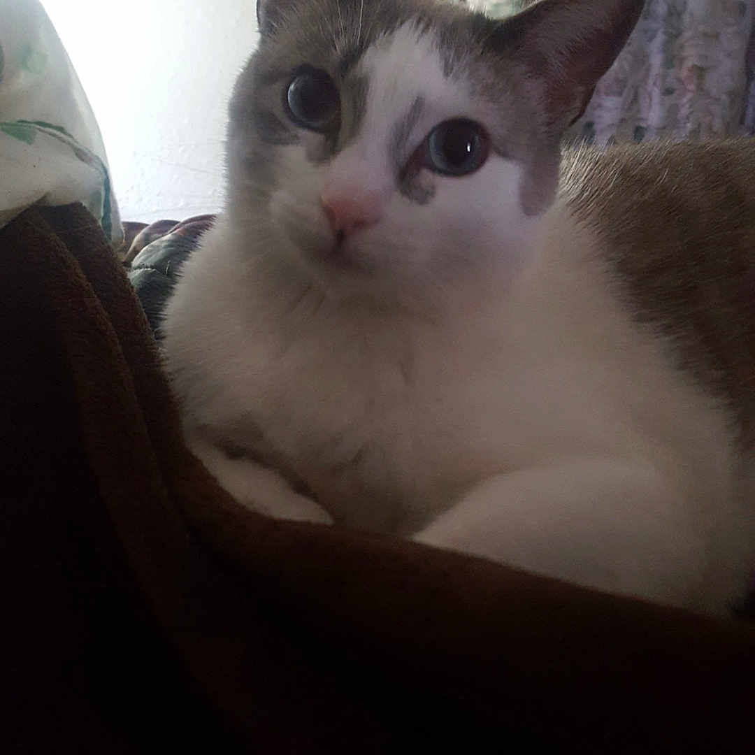 Boo joined the competition — help win amazing prizes! abyssinian, angora, animal, architecture, armchair, blanket, building, cat, chair, couch, cushion, furniture, homedecor, indoors, kitten, linen, livingroom, manx, pet, siamese