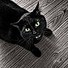 black_cat, green_eyes, cat, pet, animal, feline, whiskers, wooden_floor, texture, close_up, looking_up, indoor, portrait, sharp_focus, black_fur, fangs, cute, domestic_cat, mystical, expression