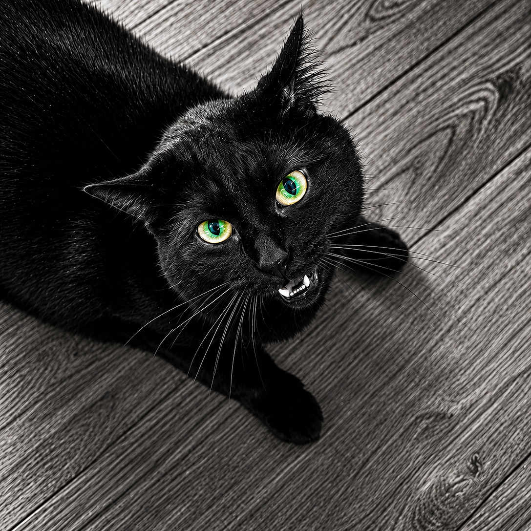 Coca a rejoint le concours — aidez-le/la à gagner de superbes lots ! black_cat, green_eyes, cat, pet, animal, feline, whiskers, wooden_floor, texture, close_up, looking_up, indoor, portrait, sharp_focus, black_fur, fangs, cute, domestic_cat, mystical, expression