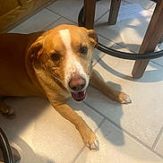 Ivy is registered to the contest to win money with this photo: dog, brown_dog, white_markings, pet, indoor, tile_floor, wooden_furniture, happy, smiling, canine, animal, paw, domestic, companion, floor, resting, looking_up, ears, snout, tail_not_visible