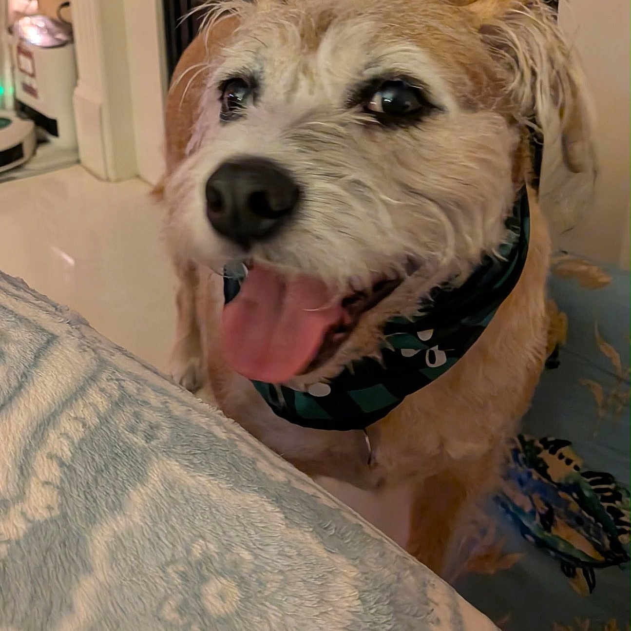 Harry joined the competition — help win amazing prizes! dog, pet, indoor, animal, bandana, tongue_out, happy, scruffy, fur, close_up, floor, blanket, home, cozy, looking_up, canine, companion, domestic, mammal, friendly