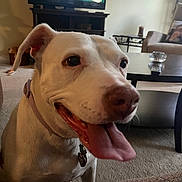 Magic is registered to the contest to win money with this photo: dog, white_dog, tongue_out, collar, indoor, living_room, carpet, couch, coffee_table, television, happy, pet, canine, fur, close_up, smiling, domestic_animal, home, furniture, table