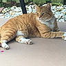 Henry joined the competition — help win amazing prizes! cat, orange_tabby, white_paws, collar, bell, lying_down, patio, outdoor, rocks, fence, relaxed, pet, animal, fur, whiskers, ears, green_eyes, daylight, nature, quiet