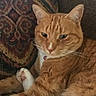 Henry joined the competition — help win amazing prizes! cat, orange_tabby, pet, feline, whiskers, paw, couch, cushion, pattern, indoor, relaxed, fur, closeup, animal, resting, domestic, cute, eyes, ears, collar