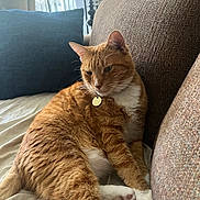 Henry is registered to the contest to win money with this photo: cat, orange_tabby, pet, indoor, couch, pillow, lamp, relaxed, fur, whiskers, animal, domestic_cat, resting, feline, home, cozy, white_paws, collar, tag, window