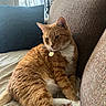 cat, orange_tabby, pet, indoor, couch, pillow, lamp, relaxed, fur, whiskers, animal, domestic_cat, resting, feline, home, cozy, white_paws, collar, tag, window