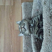 Kitty Kitty joined the competition — help win amazing prizes! cat, tabby_cat, sleeping, blanket, cozy, indoor, pet, fur, relaxation, wooden_floor, striped, cute, animal, mammal, whiskers, ears, resting, comfort, feline, tucked_in