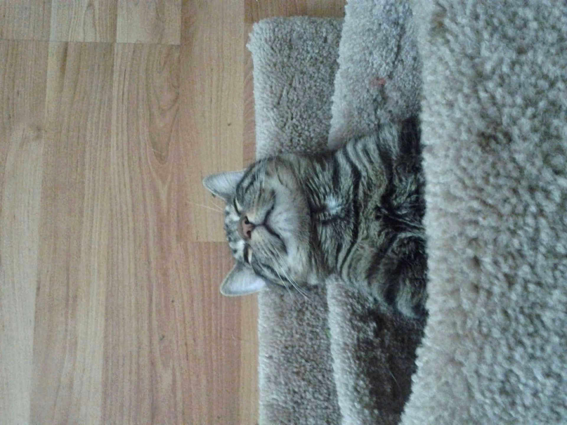 Kitty Kitty joined the competition — help win amazing prizes! cat, tabby_cat, sleeping, blanket, cozy, indoor, pet, fur, relaxation, wooden_floor, striped, cute, animal, mammal, whiskers, ears, resting, comfort, feline, tucked_in
