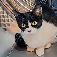 Lucky joined the competition — help win amazing prizes! cat, black_and_white, yellow_eyes, pet, animal, curious, indoor, metallic_surface, washing_machine_drum, close_up, whiskers, feline, cute, looking_up, paws, domestic_cat, fur, sitting, alert, reflection