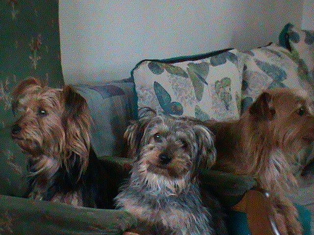 Youky participe au concours pour gagner de l'argent avec cette photo : canidae, carnivore, comfort, companion_dog, dog, dog_breed, fur, liver, snout, spaniel, sporting_group, terrestrial_animal, working_animal