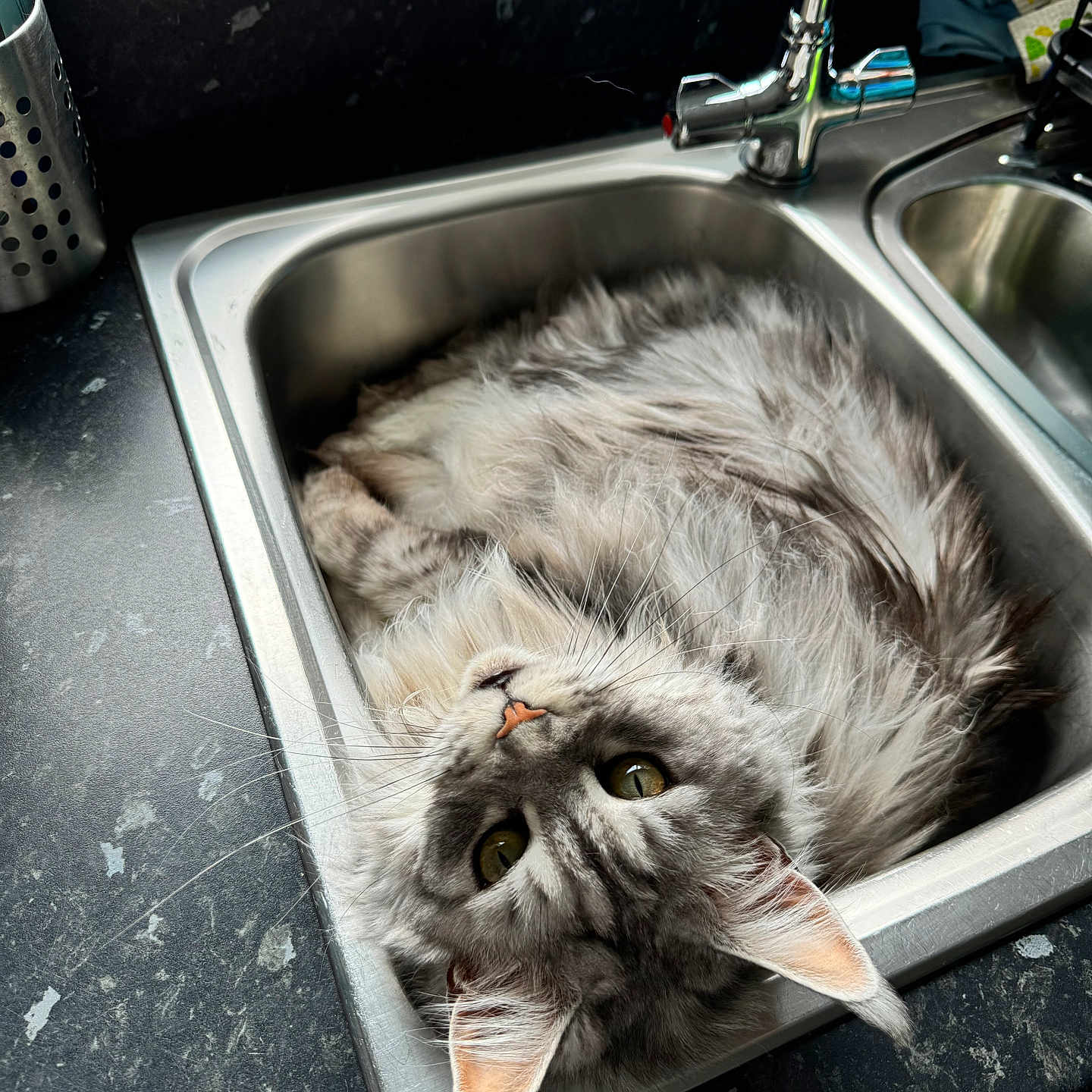 Taïga is registered to the contest to win money with this photo: abyssinian, aluminium, animal, basin, cat, doublesink, kitten, manx, pet, sink, sinkfaucet, tap