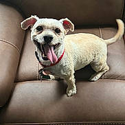 Coco is registered to the contest to win money with this photo: animal, brown, collar, companion, cute, dog, domestic_animal, ears, four_legs, friendly, fur, happy, indoor, leather_chair, looking_up, pet, small_dog, smiling, tail, tongue_out